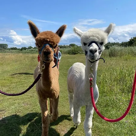 De Dierenweiden Goedereede