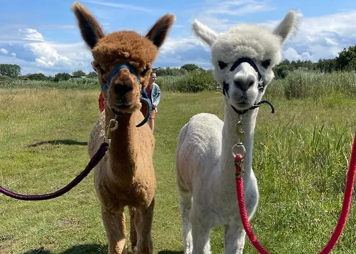 De Dierenweiden Goedereede