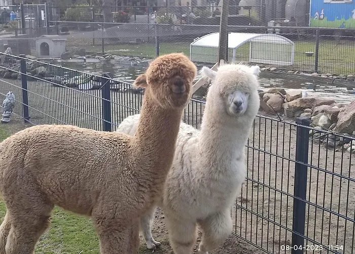 Daire De Dierenweiden *