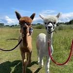De Dierenweiden Goedereede